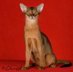 GC, NW Anqet Luuk Saao Ayu Doht Dehn, ruddy Abyssinian Kitten